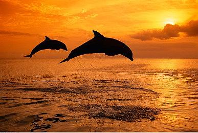 Fami通新作评分：《诅咒之影：重制版》等四款作品